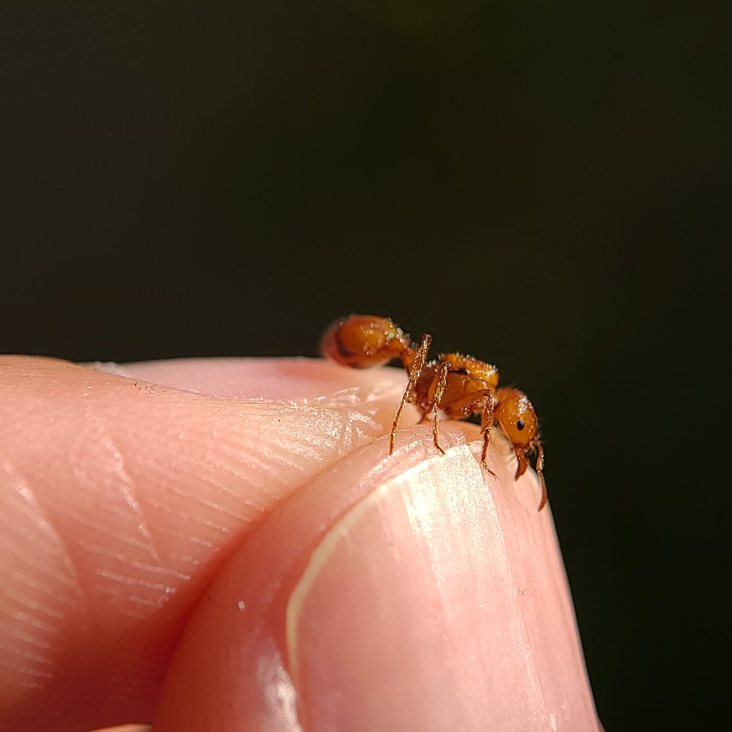 Pogonomyrmex californicus (polygynous colonies available)