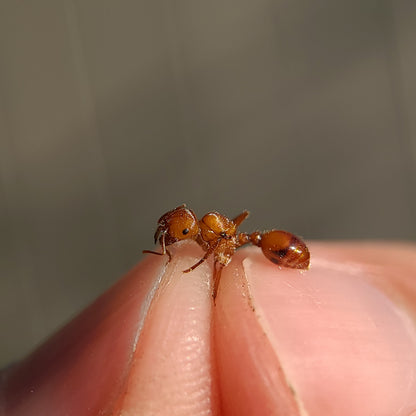 Pogonomyrmex californicus (polygynous colonies available)