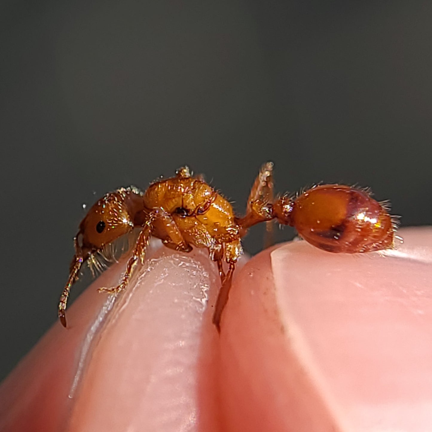 Pogonomyrmex californicus (polygynous colonies available)