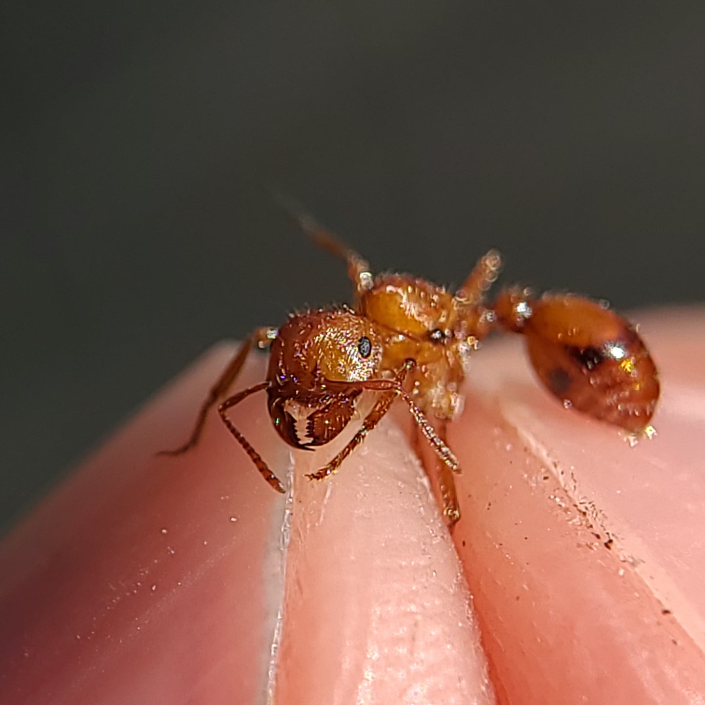 Pogonomyrmex californicus (polygynous colonies available)