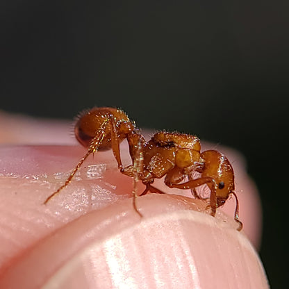 Pogonomyrmex californicus (polygynous colonies available)