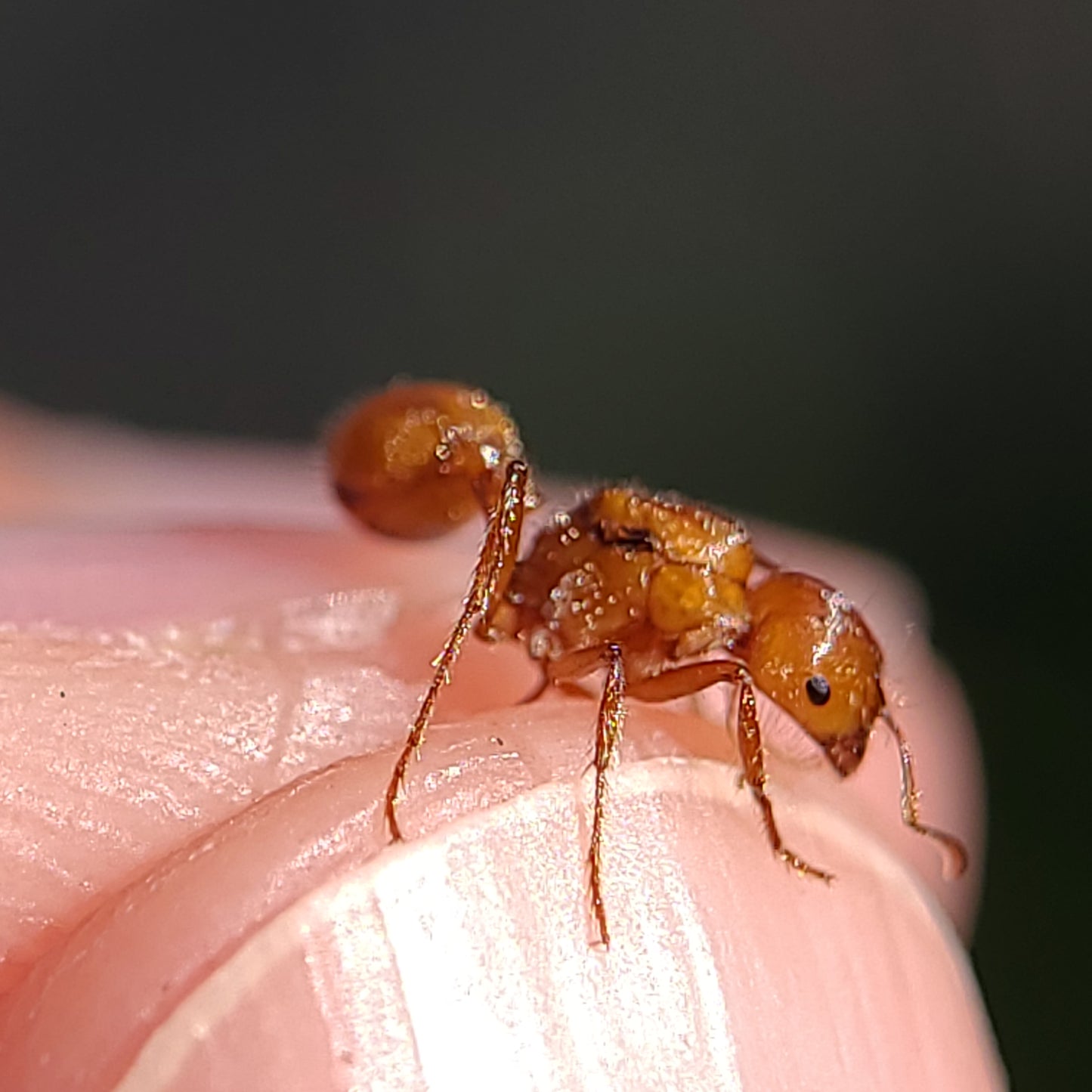 Pogonomyrmex californicus (polygynous colonies available)