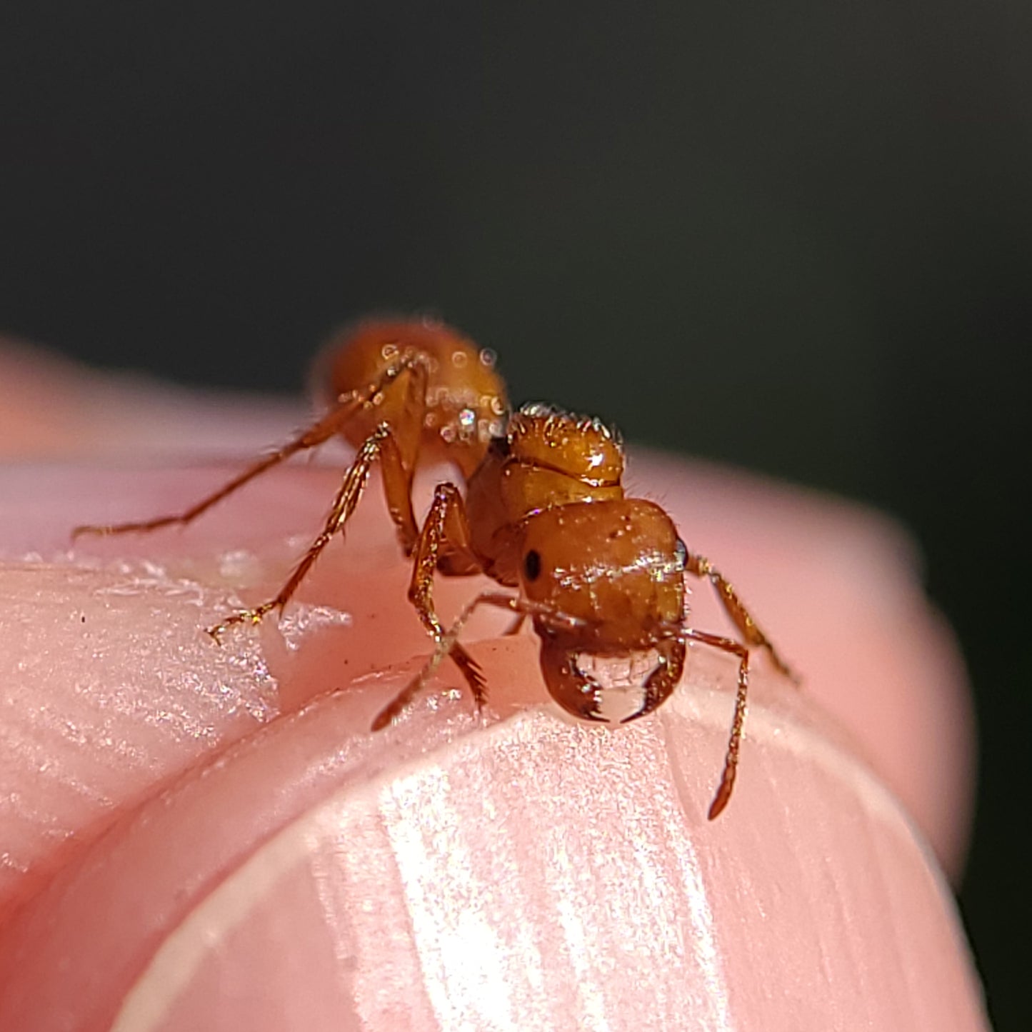 Pogonomyrmex californicus (polygynous colonies available)