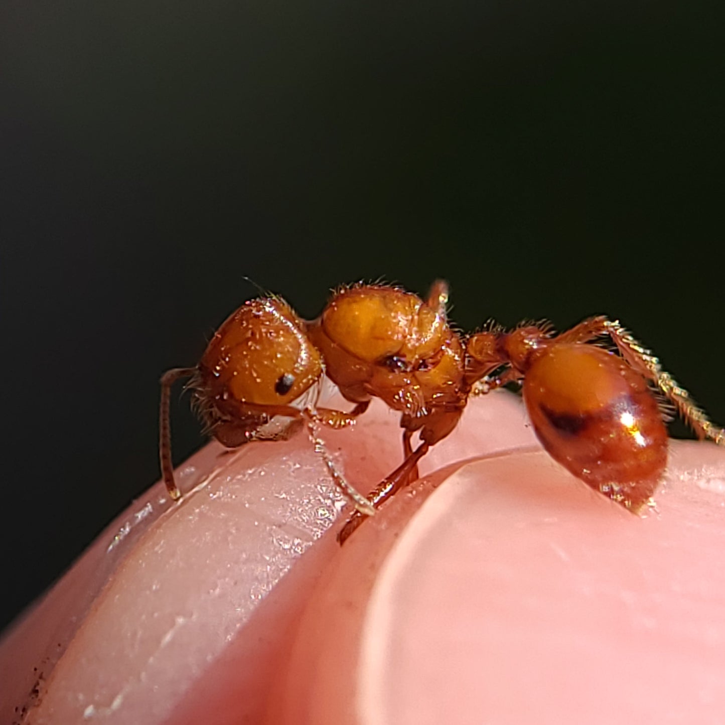 Pogonomyrmex californicus (polygynous colonies available)