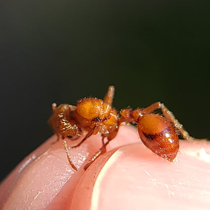 Pogonomyrmex californicus (polygynous colonies available)