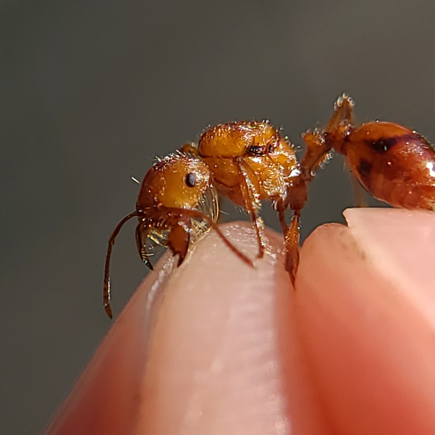 Pogonomyrmex californicus (polygynous colonies available)