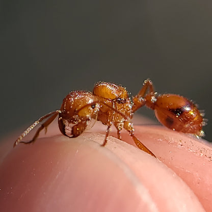 Pogonomyrmex californicus (polygynous colonies available)