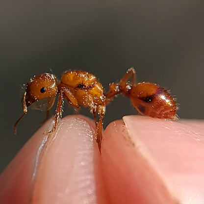 Pogonomyrmex californicus (polygynous colonies available)