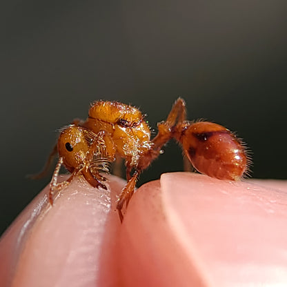 Pogonomyrmex californicus (polygynous colonies available)