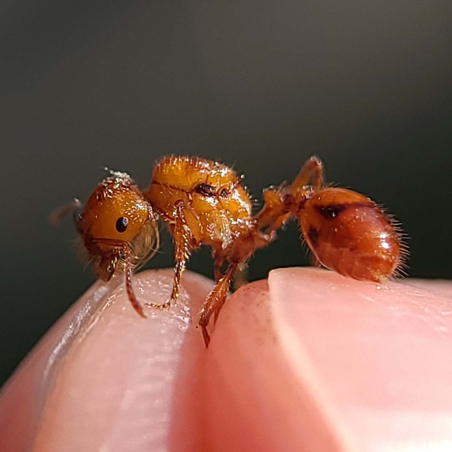 Pogonomyrmex californicus (polygynous colonies available)