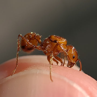 Pogonomyrmex californicus (polygynous colonies available)