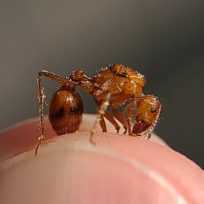 Pogonomyrmex californicus (polygynous colonies available)