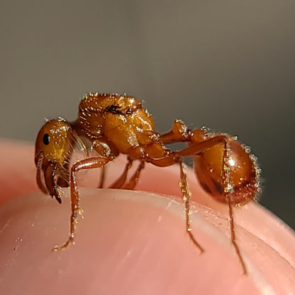 Pogonomyrmex californicus (polygynous colonies available)