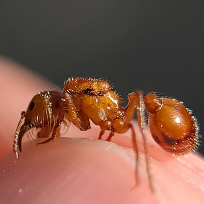 Pogonomyrmex californicus (polygynous colonies available)