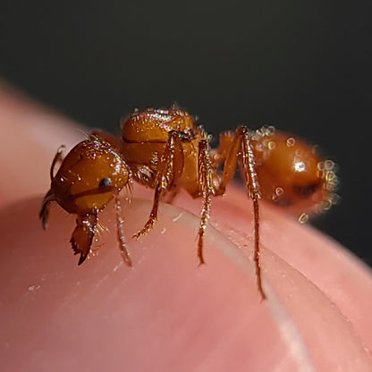 Pogonomyrmex californicus (polygynous colonies available)