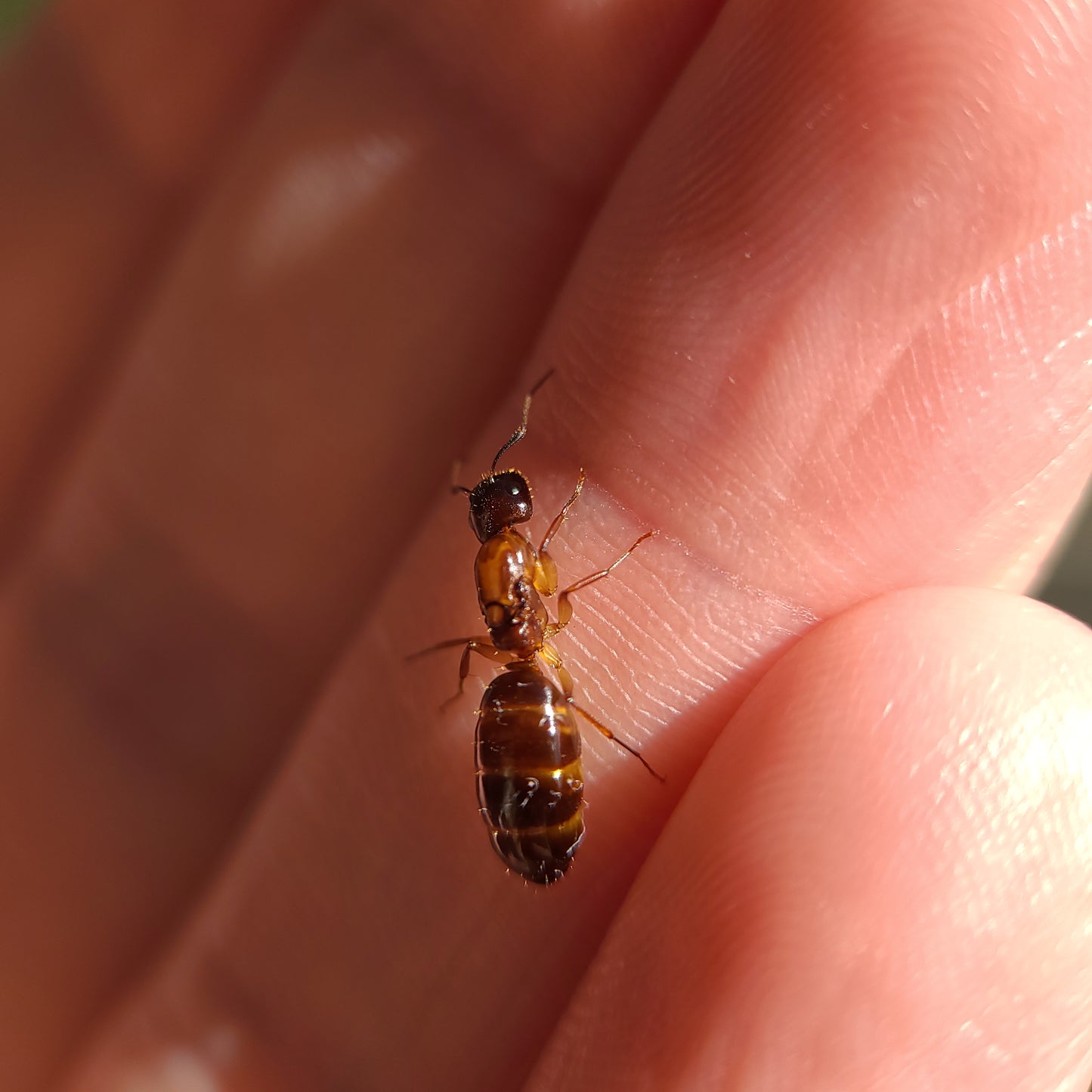 Camponotus clarithorax