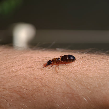 Camponotus clarithorax