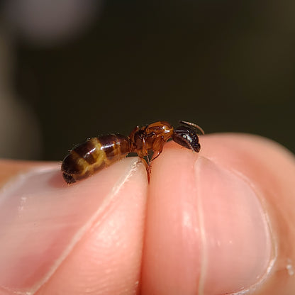 Camponotus clarithorax