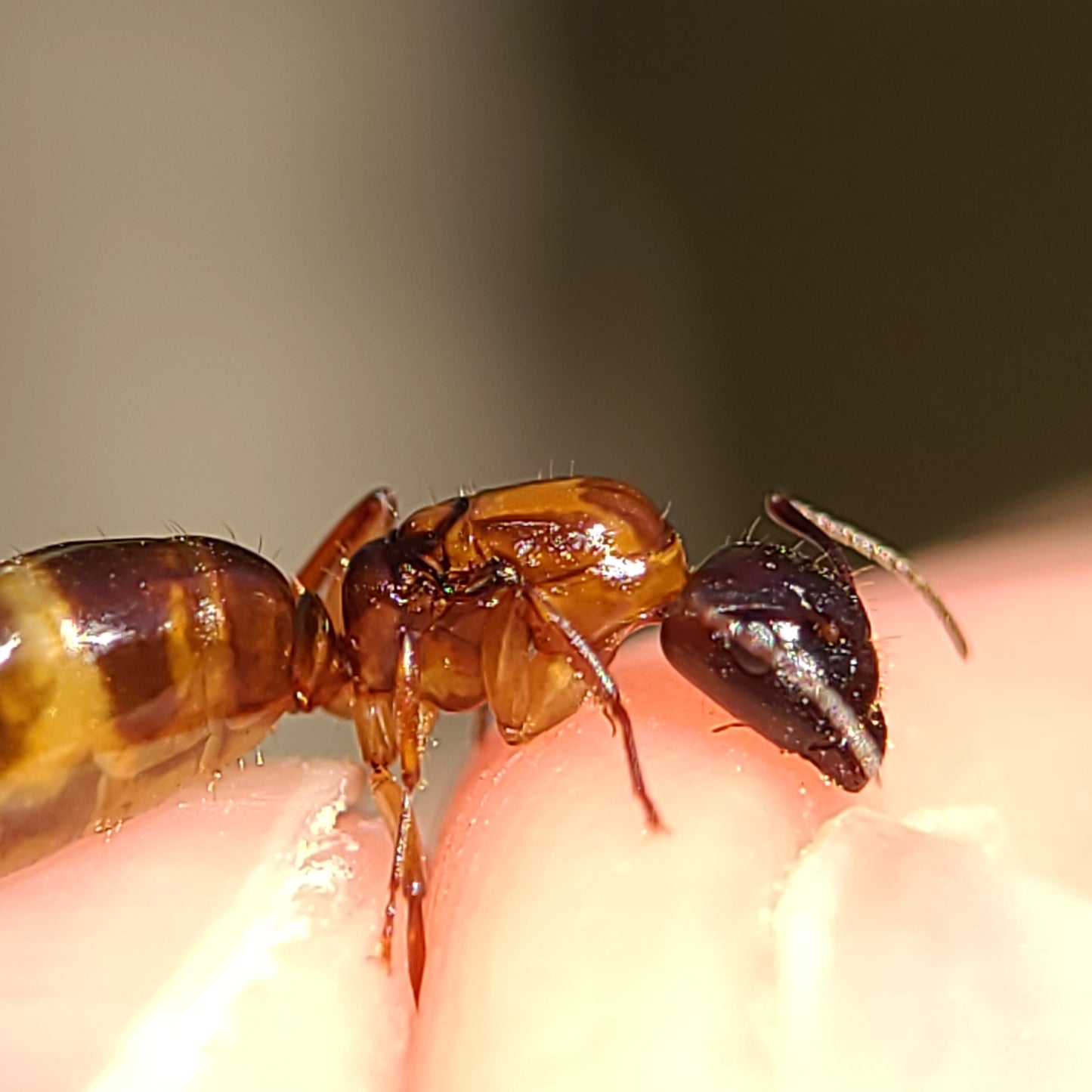 Camponotus clarithorax