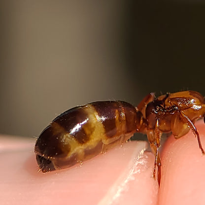 Camponotus clarithorax