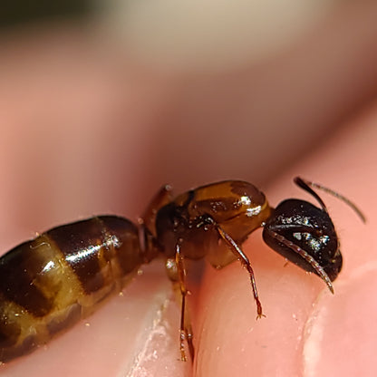 Camponotus clarithorax