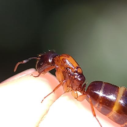 Camponotus clarithorax