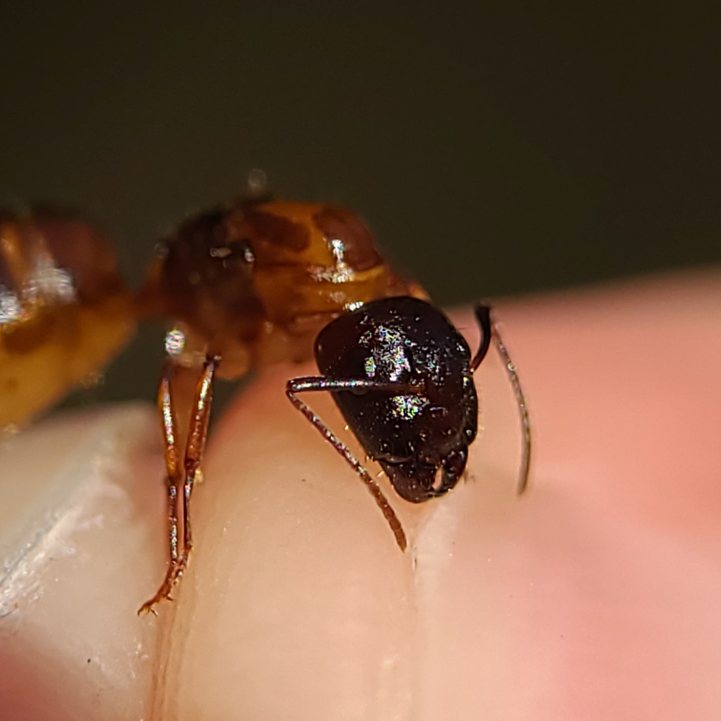 Camponotus clarithorax