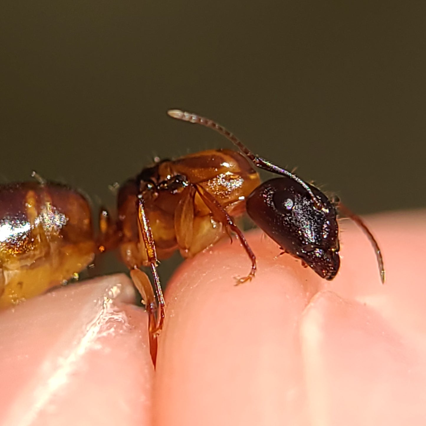 Camponotus clarithorax