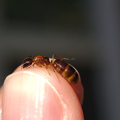 Camponotus clarithorax