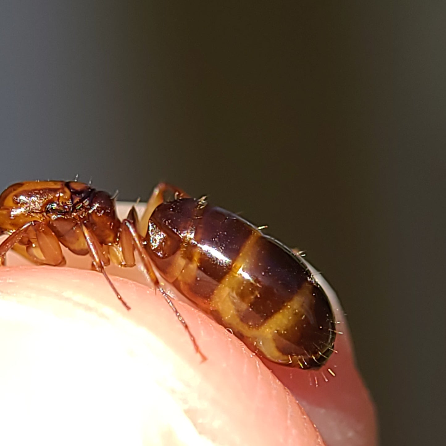 Camponotus clarithorax