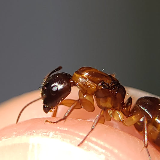 Camponotus clarithorax