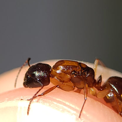 Camponotus clarithorax