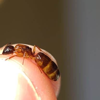 Camponotus clarithorax