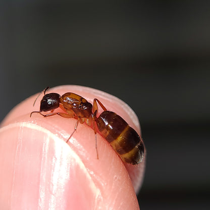 Camponotus clarithorax