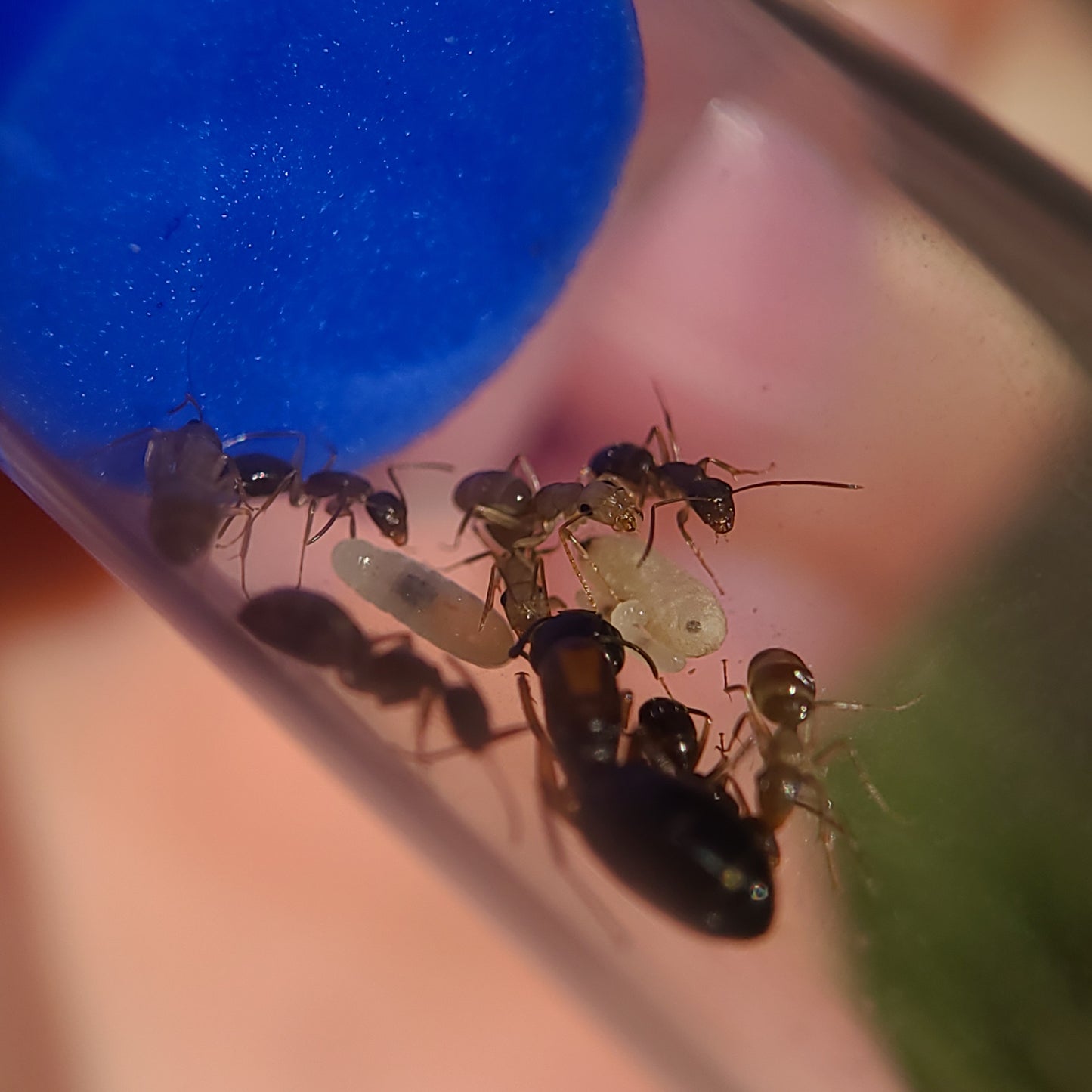 Camponotus clarithorax