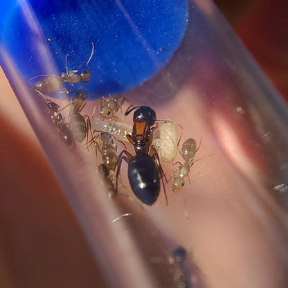 Camponotus clarithorax