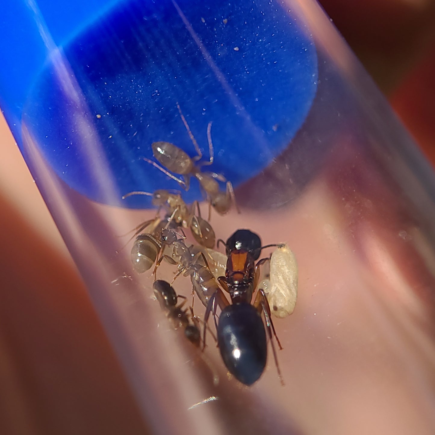 Camponotus clarithorax