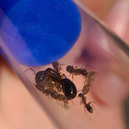 Camponotus clarithorax