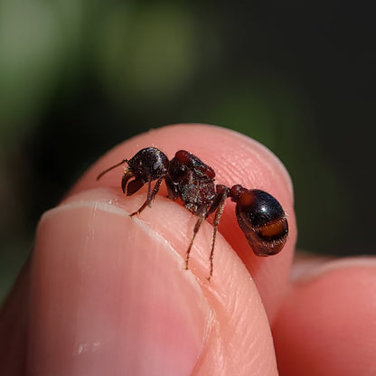 Pogonomyrmex rugosus "red and black"