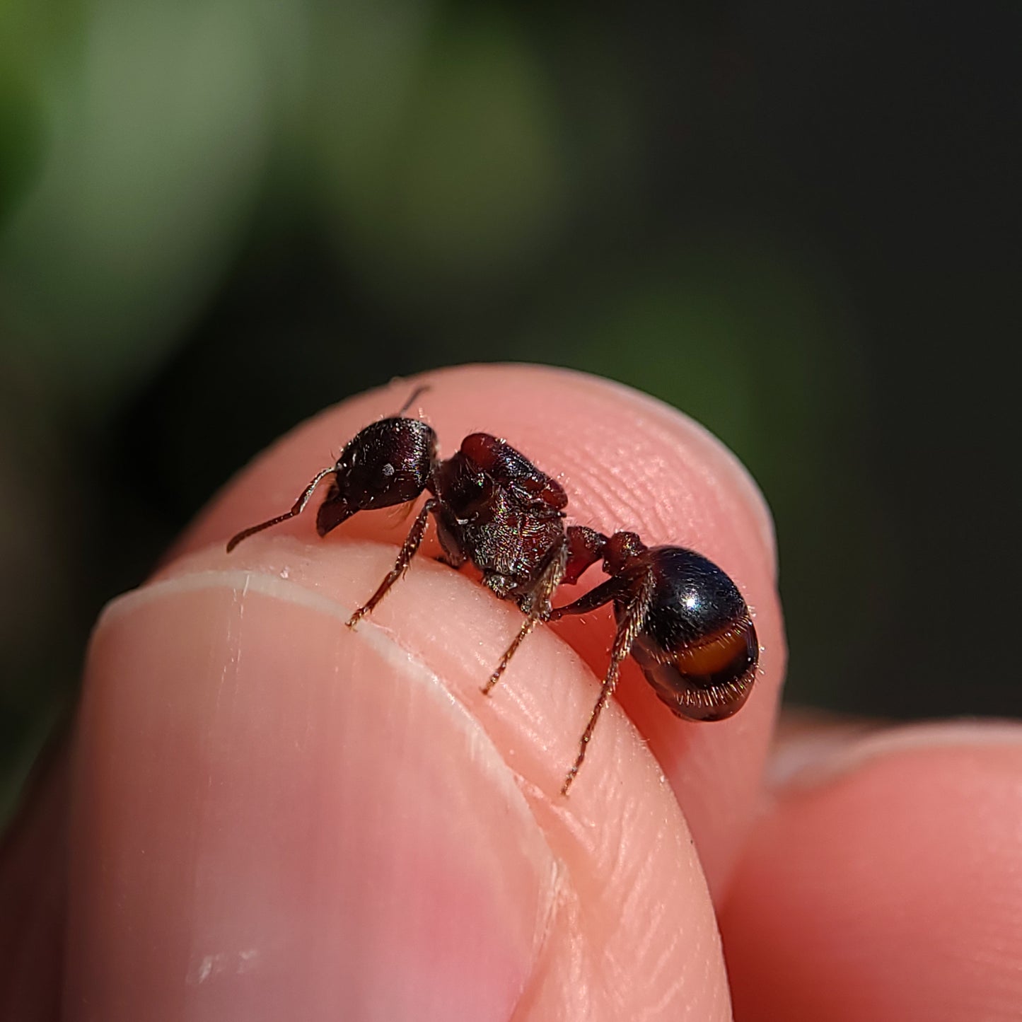 Pogonomyrmex rugosus "red and black"