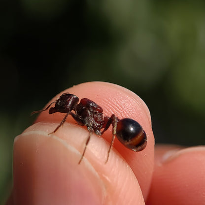 Pogonomyrmex rugosus "red and black"