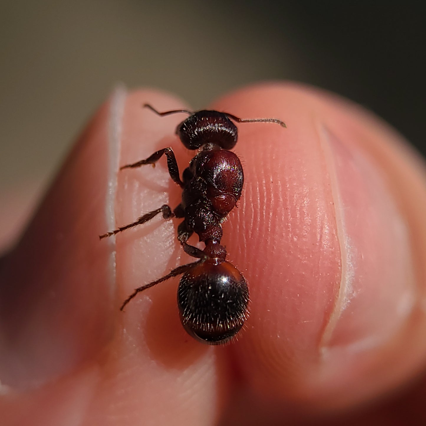 Pogonomyrmex rugosus "red and black"