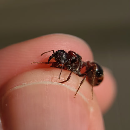 Pogonomyrmex rugosus "red and black"