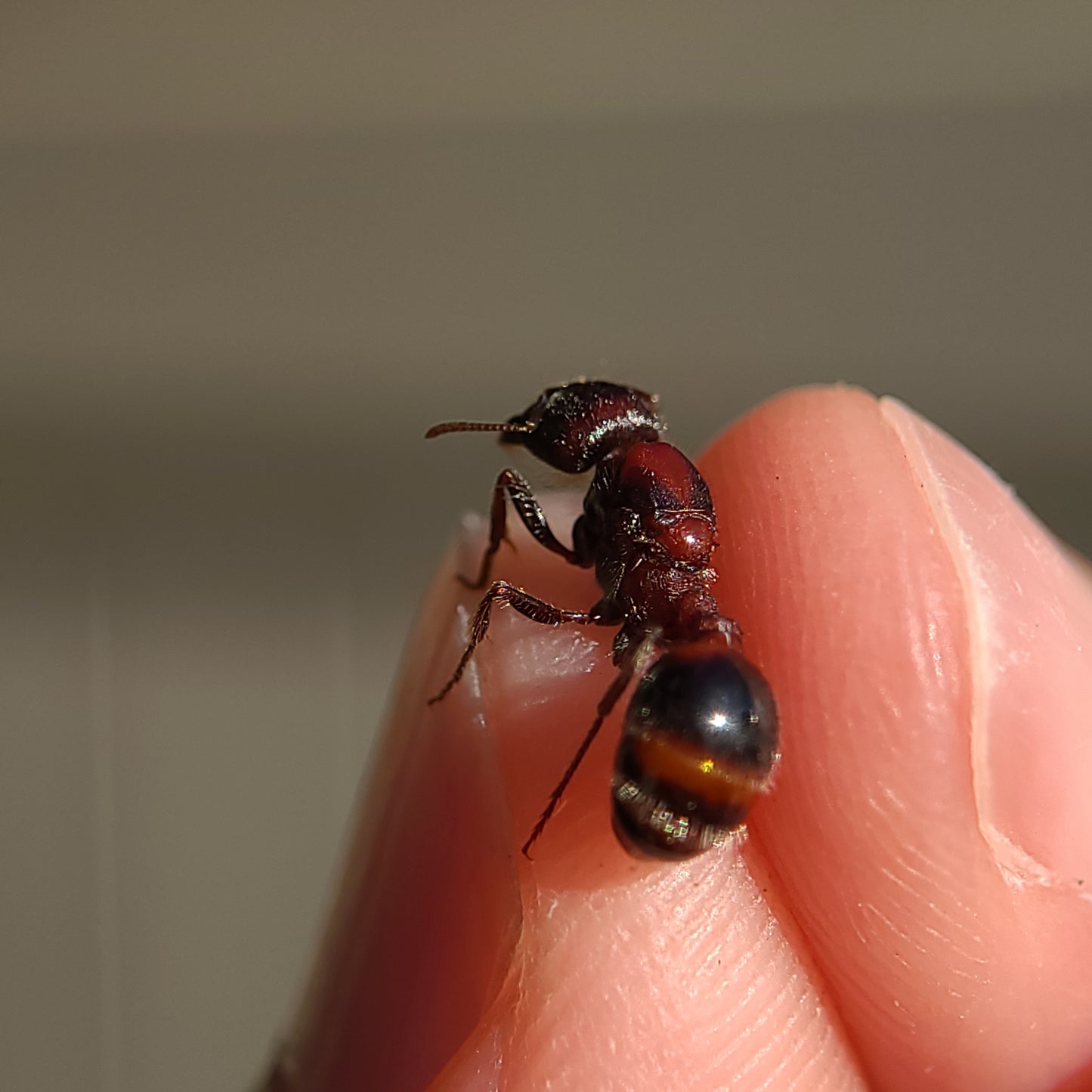 Pogonomyrmex rugosus "red and black"