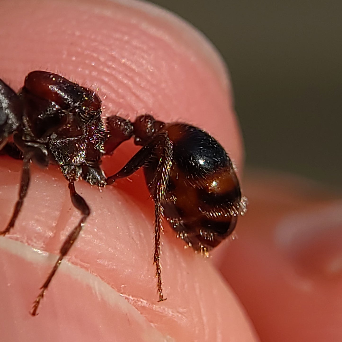 Pogonomyrmex rugosus "red and black"