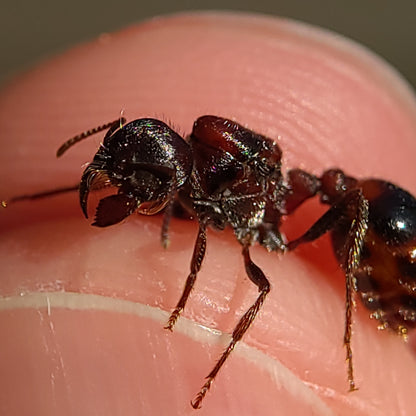 Pogonomyrmex rugosus "red and black"