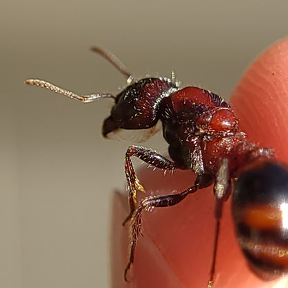 Pogonomyrmex rugosus "red and black"