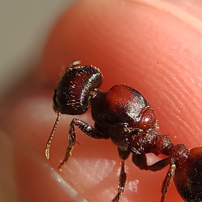 Pogonomyrmex rugosus "red and black"