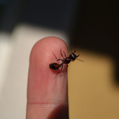 Pogonomyrmex rugosus "red and black"