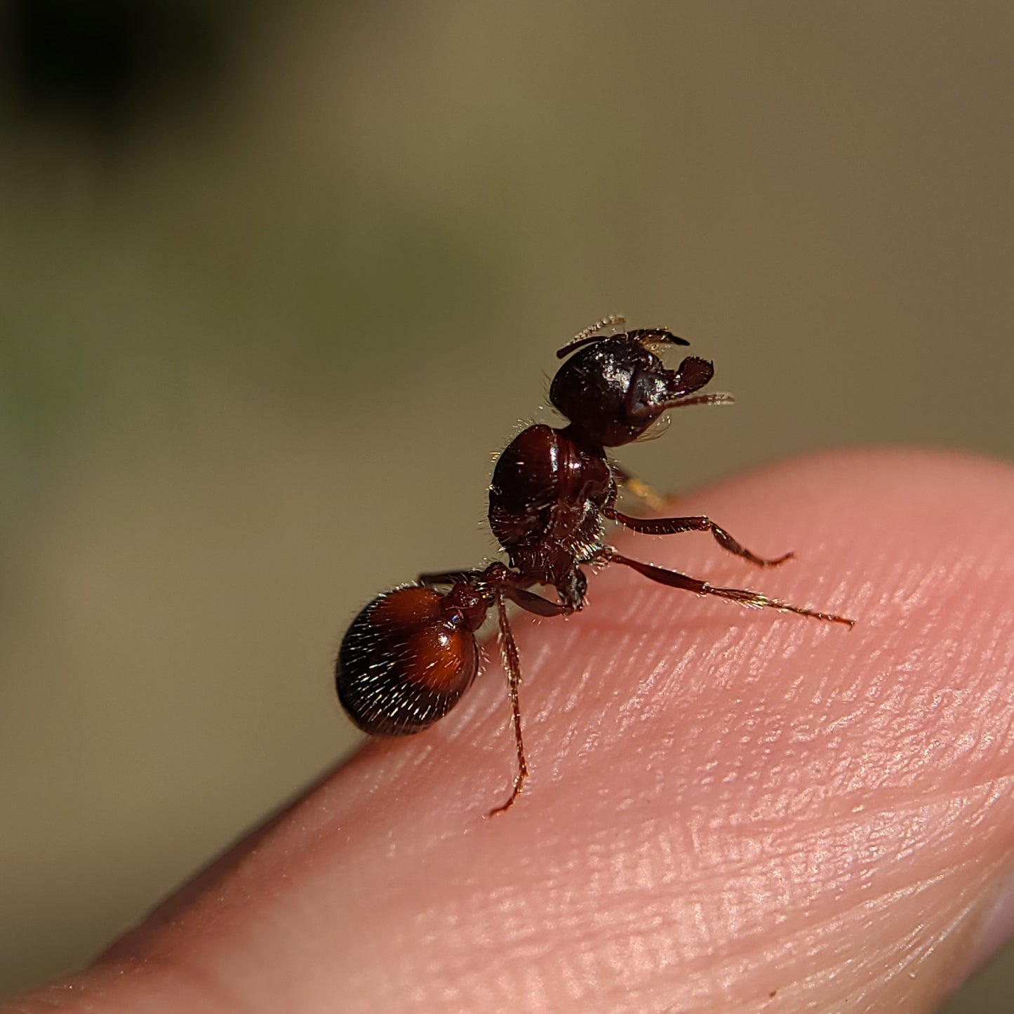 Pogonomyrmex rugosus "red and black"